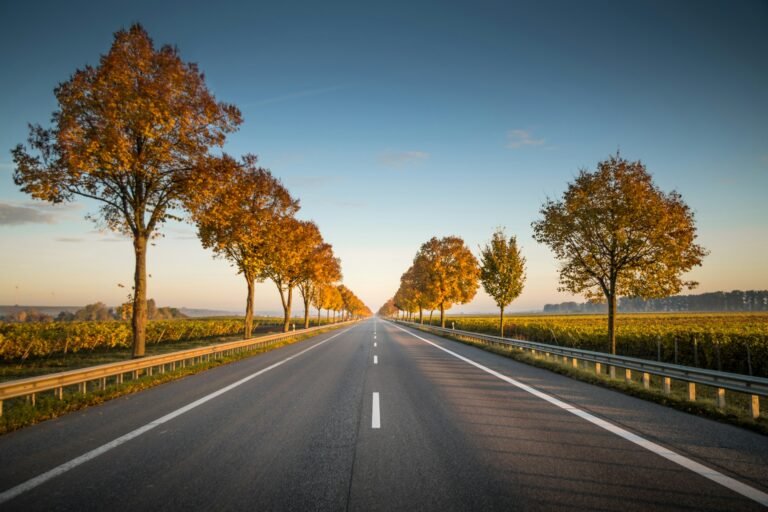 Peaceful open road surrounded by trees, symbolizing freedom and adventure for a perfect road trip